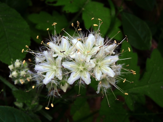 {Hydrophyllum macrophyllum}